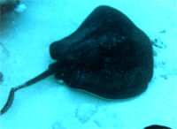 stingray-small