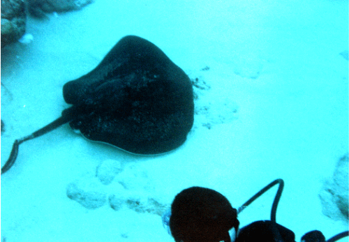 stingray